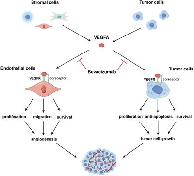 Direct antitumor activity of bevacizumab: an overlooked mechanism?